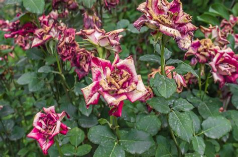 Wilted Rose: 9 Main Causes And Helpful Solutions