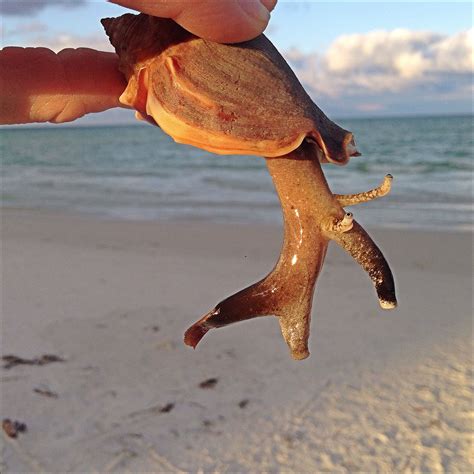 Florida Fighting Conch, found on the shore of Siesta Key, Florida ...