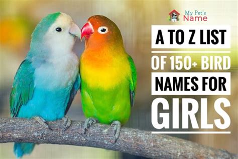 The Complete A to Z List of 150+ Bird Names For Girls | My Pet's Name