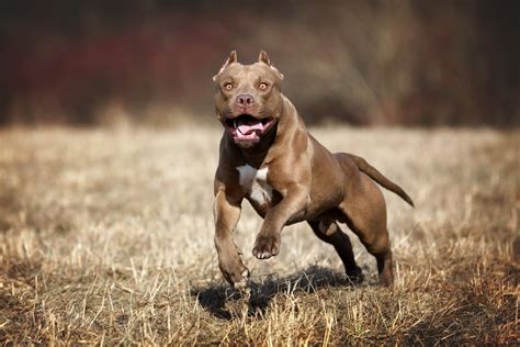 5 Popular Types of Pit Bull Dog Breeds (Compared) - Dog Food Care