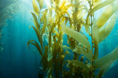 Standing Up for SDG 14, and Speaking Up for Seaweed | United Nations ...