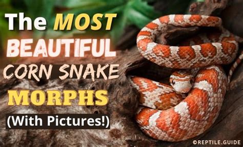 30+ Beautiful Corn Snake Morphs & Colors (With Pictures)