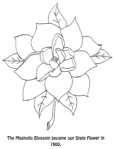 florida state flower drawing - World Of Good Account Navigateur