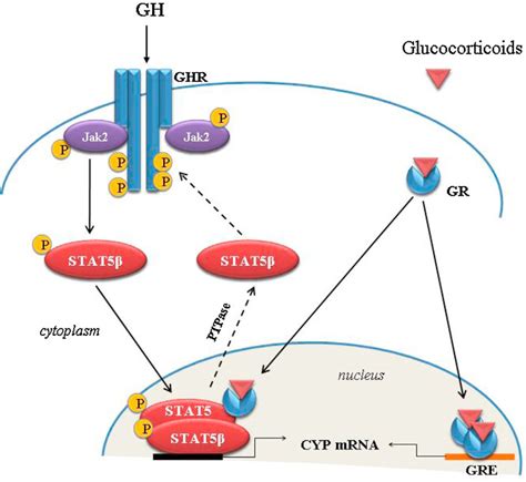 Generalized Hormone Signaling Pathway