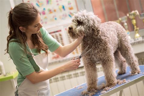 How to Become a Dog Groomer: A Fun Career With Flexible Hours ...