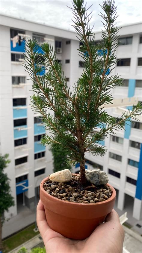 White Spruce Bonsai Material, Furniture & Home Living, Gardening ...