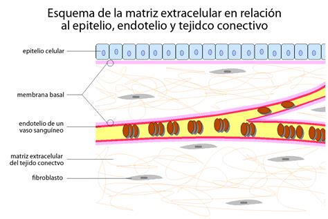 ¿Qué es la matriz extracelular? Composición, estructura y funciones ...