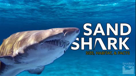 Sand Shark Size, Habitat, and Facts – sharksinfo.com