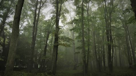 Foggy woods : Outdoors