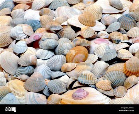 shellfish (bilateria Stock Photo - Alamy