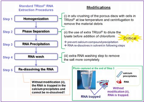 Schematic showing the standard TRIzol ® RNA extraction procedures shown ...