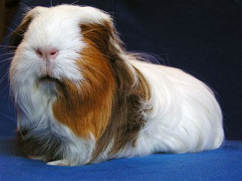 All types of Guinea Pig breeds described and help to determine them