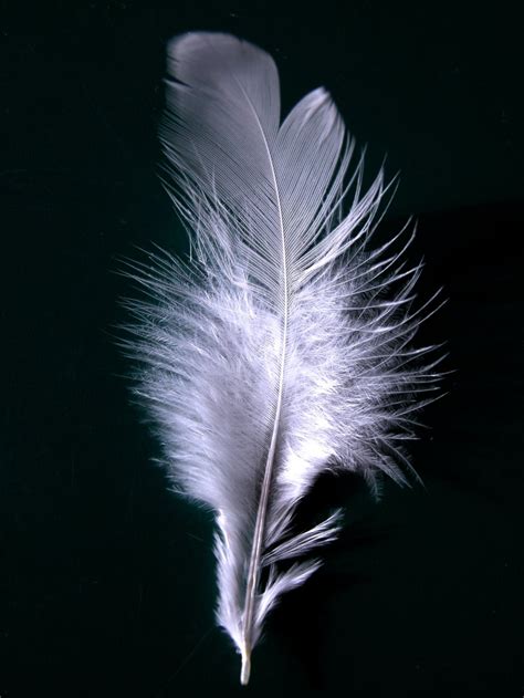 The White Peacock: Pictures of feathers