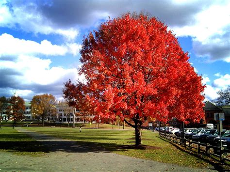 10 Fast Growing Shade Trees for Your Yard