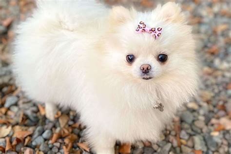 Micro Teacup Pomeranian Full Grown