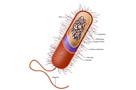 bacterial cell diagram and functions