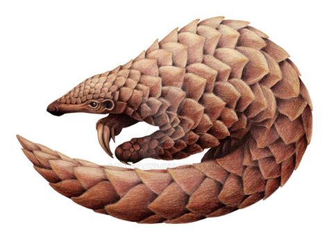 Pangolin, finished by tinkerpaws on DeviantArt