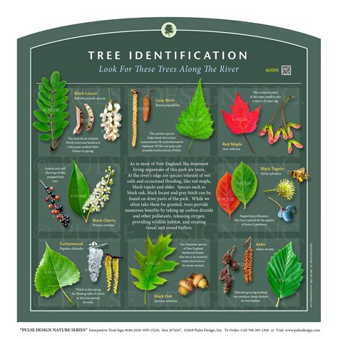 Tree Seeds Identification