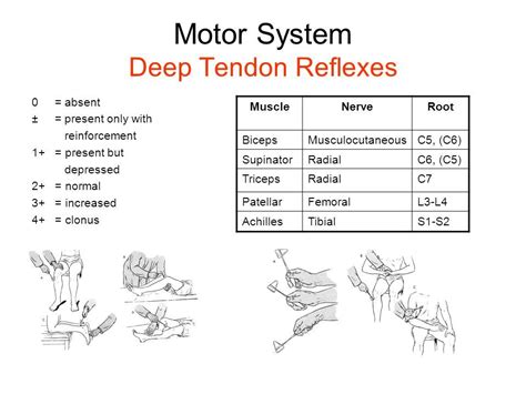 neuro reflexes - Google Search | Medical school essentials ...