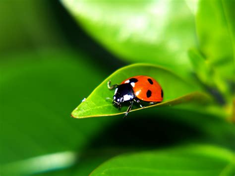 beautiful ladybugs - Ladybugs Photo (32774649) - Fanpop