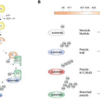 The ubiquitin pathway. A) Schematic representation of the... | Download ...