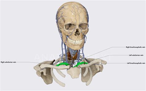 Subclavian vein | Encyclopedia | Anatomy.app | Learn anatomy | 3D ...