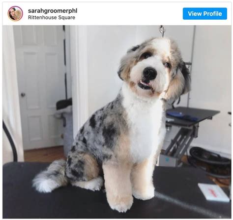 Bernedoodle Haircuts: Tons of Pics and Pro Grooming Tips | Bernedoodle ...