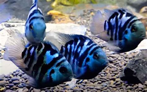 Polar Blue Parrot Cichlid Fish Care Guide