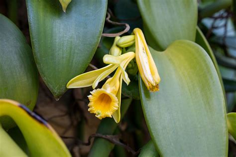 How to Grow and Care for Vanilla Bean Orchid