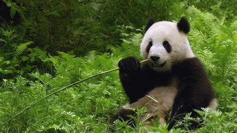 Panda Eating Wallpapers - Top Free Panda Eating Backgrounds ...