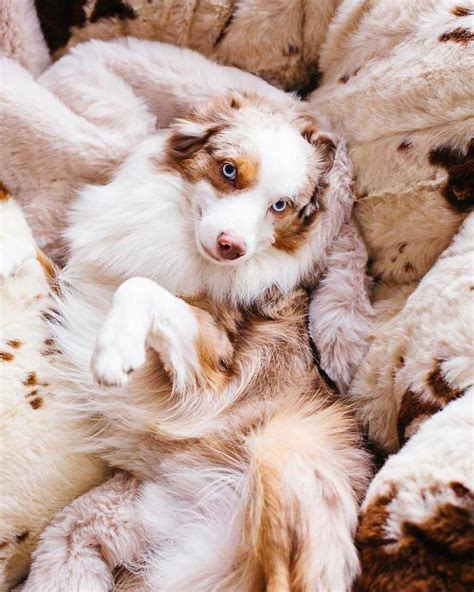 Australian Shepherd – Smart Working Dog | Aussie dogs, Aussie puppies ...