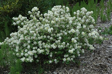 Large Fothergilla (Fothergilla major) in Davidsonville, Maryland (MD ...