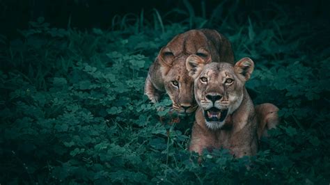 Download Lioness Animal Lion 4k Ultra HD Wallpaper