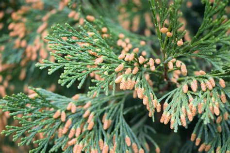 michigan cedar tree identification - Of Moment Weblog Art Gallery