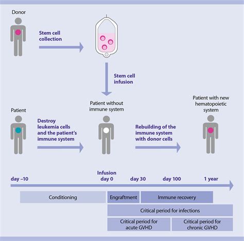 What is allogeneic stem cell transplantation? | Patients | Cell therapy ...