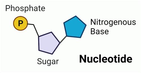 General Nucleotide Structure