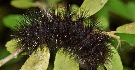 Black Caterpillar Identification & Pictures (With Fuzzy Caterpillars ...