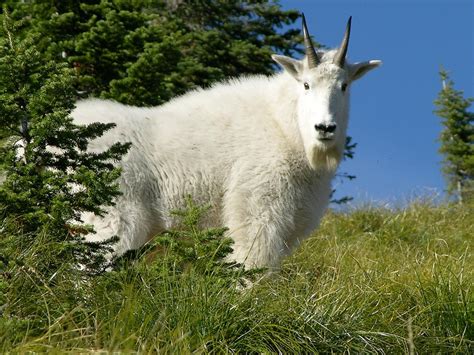 Ambassadors brighten future for Scotchman Peak mountain goats | The ...