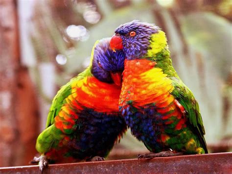 Incredible Pictures: Love Birds (High Resolution)