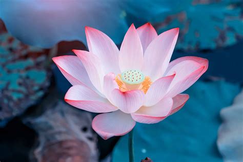 What Does A Pink Lotus Flower Tattoo Mean | Best Flower Site