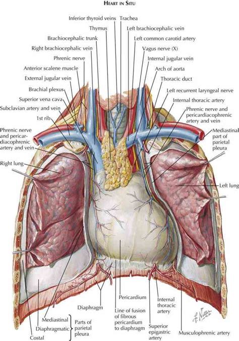 Anatomy Of Subclavian Vein | MedicineBTG.com