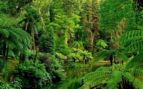 Jungle Landscape Wallpapers - Top Free Jungle Landscape Backgrounds ...