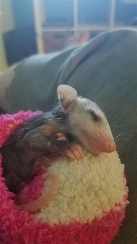 Sleeping baby opossum on his warmed rice bag. : r/Eyebleach