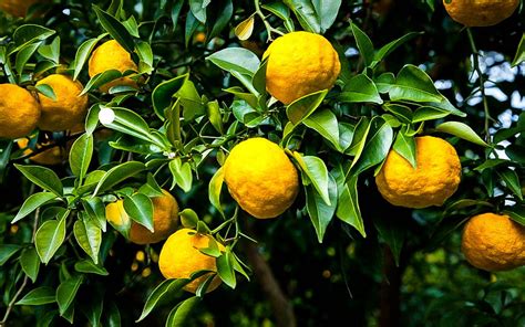 Rare Yuzu Citrus Tree - Indoors/Out - No Ship to Tx,Fl,Az,Ca,La,Hi - 5 ...