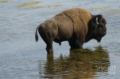 Bison in water Photograph by Sean Stauffer | Fine Art America