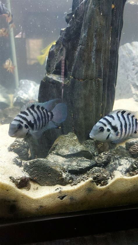 Convict Cichlid male female breeding pair | Cichlid fish, Cichlids ...