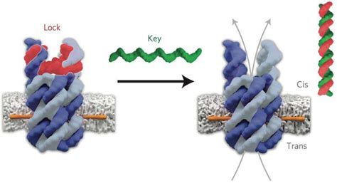 DNA 'building blocks' pave the way for improved drug delivery - Tutevilla