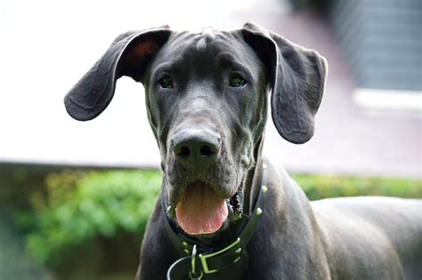 Are Great Danes Inside Or Outside Dogs? Exploring The Ideal Environment