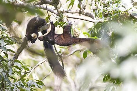 Black Giant Squirrel Ratufa bicolor