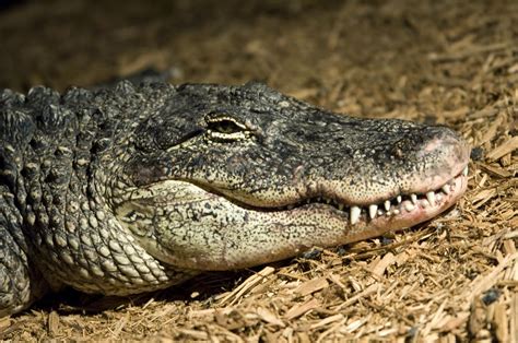 An American Alligator Shows His Teeth by Joel Sartore